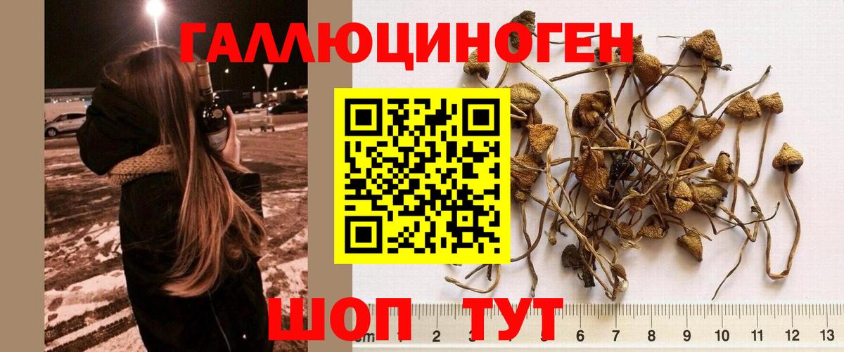Орехово-Зуево  Псилоцибиновые грибы MAGIC MUSHROOMS  Вход с VPN 